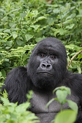  Nyiragongo DR-Kongo, Virunga Vulkane, Gorillas , by Boeckel